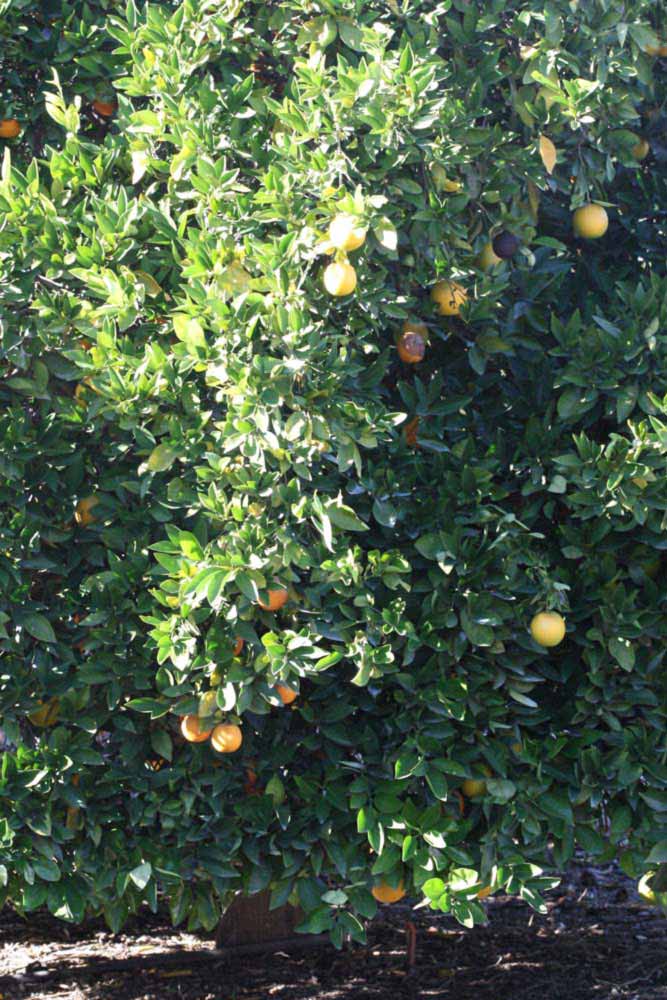            Habit (Riverside, CA)   